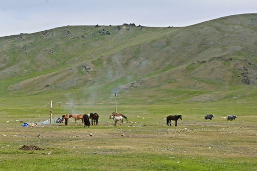 The horses grazing in the green valley during daytime