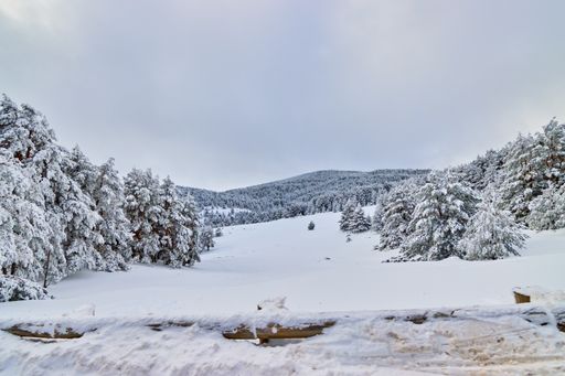 A beautiful winter landscape with snowy forest