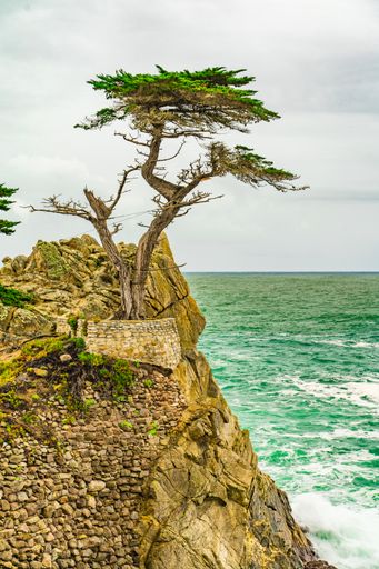 Lone Cypress Tree - Pebble Beach, California