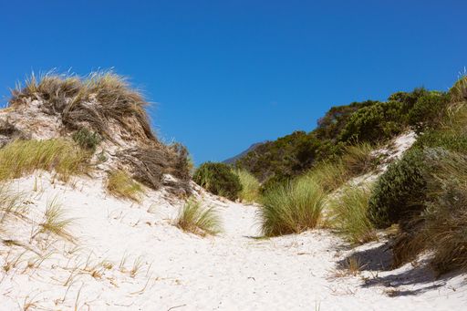 A low angle shot of grasses and sand dunes on the beach in Fish Hoek, Cape Town South Africa