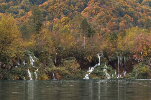 Ducks swimming in water with trees in the background