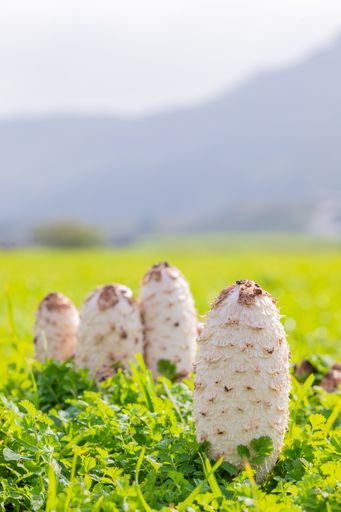 A selective focus shot of Shaggy mane edible mushrooms growing in a country meadow on a sunny day