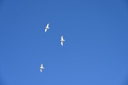 Flying white seagulls in bright blue sky.