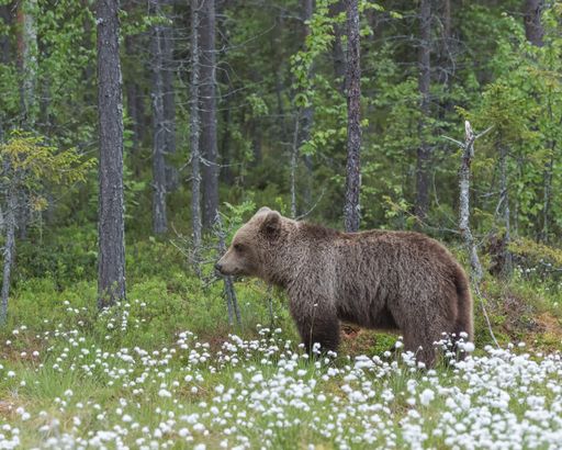 A brown bear (Ursus arctos) walking on a Finnish bog in the middle of the cotton grass