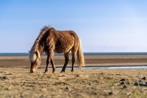 A brown pony grazing in a dry field
