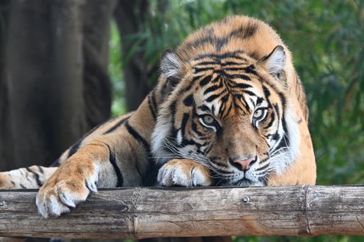 A tiger resting on a log with paws draped over