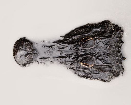 Top down shot of an alligator in milky waters