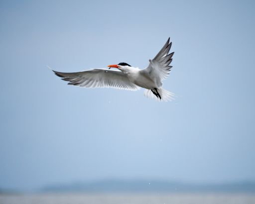An Arctic tern flying in the sky