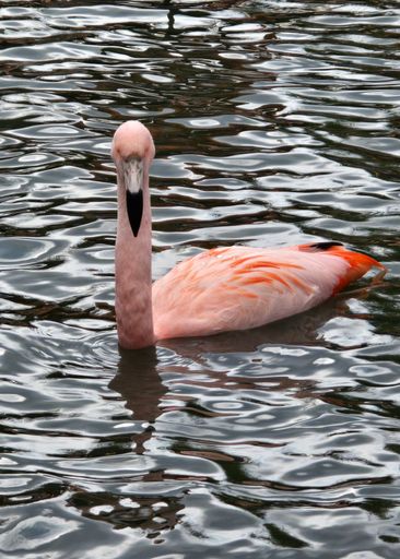 A cute pink flamingo wading in water