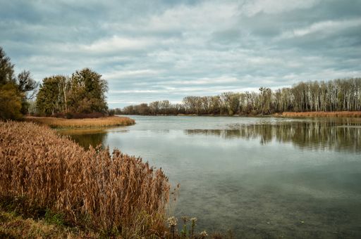 landscape photo of austrian Donau river beach - wild nature reserve area with water side, swamp grass, trees, and blue cloudy sky