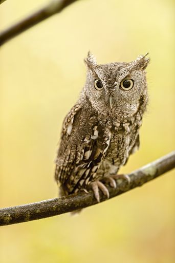 An Eastern screech owl standing on a tree branch under the sunlight with a blurry background