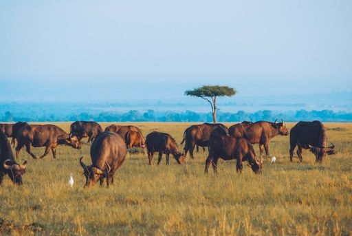A beautiful wide shot of a safari with buffalos grazing the dry grass and amazing blue sky in the background