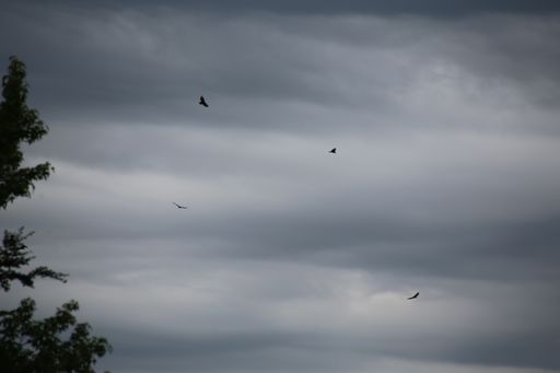 The birds flying in the stormy sky