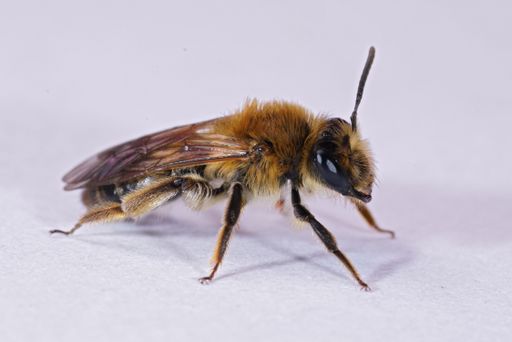 A macro of a female of the Coppice mining bee, Andrena helvola on white background