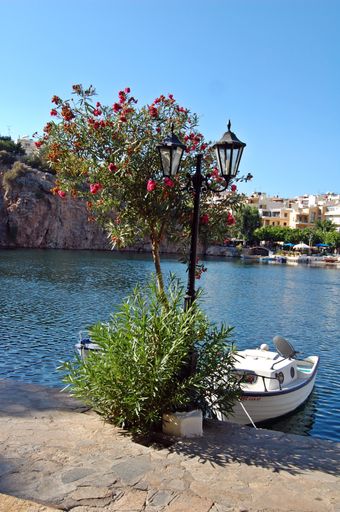 A vertical shot of a boat on a harbor and a beautiful flowering tree near a street lamp