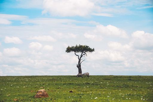 A wide shot of a beautiful isolated single tree in a safari with two zebras grazing the grass near it and amazing cloudy sky