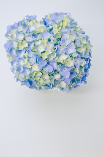 A vertical shot of blue hydrangea flowers isolated on a light-blue background
