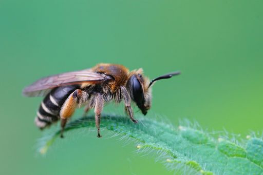A selective focus shot of a small gorse mining bee (Andrena ovatula) on a green leaf
