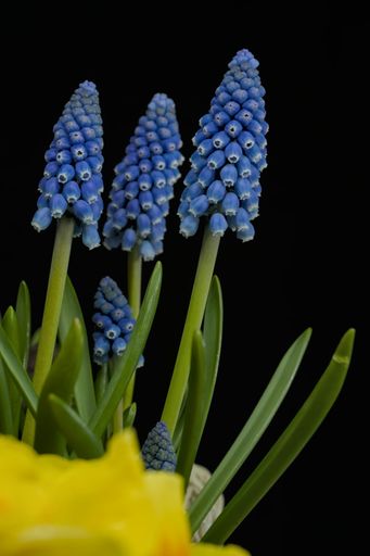 Blue grape hyacinth in front of a black background, yellow blurred plant in the foreground