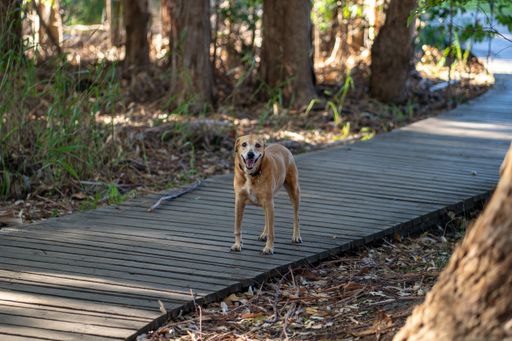 Dog on boardwalk in forest