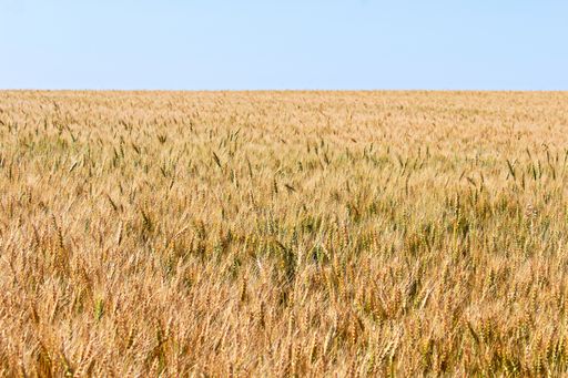 Golden heavy ripe barley heads grown in a field against the clear sky