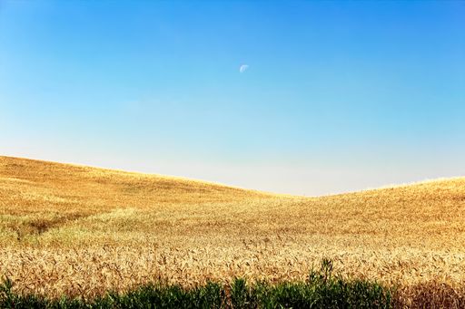 A close-up shot of golden heavy ripe barley heads against the clear sky in a field