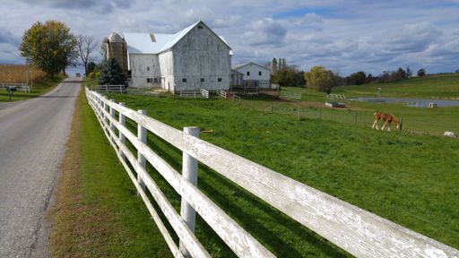 A horse grazing by the white wooden fence near a rural road
