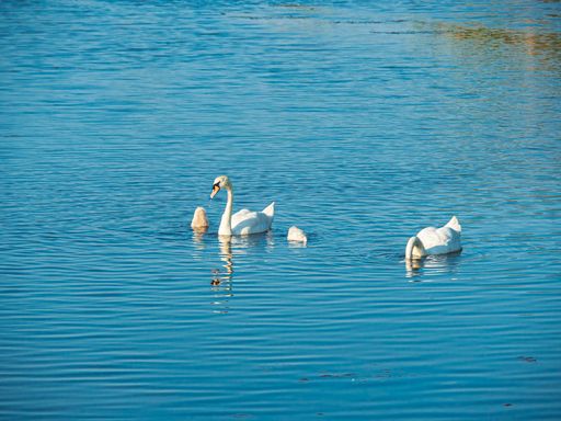 A beautiful shot of a mother Swan with her Cygnets swimming on the pond of Joyel Marshes, Noja, Spain
