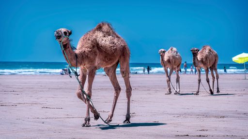 A herd of camels strolling on a sandy beach