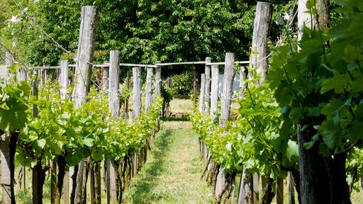 A beautiful green vineyards in Badacsony at Lake Balaton, Hungary