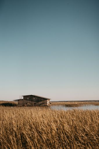 A beautiful vertical shot of a large wheat field with a little wooden barn in the middle and amazing clear blue sky