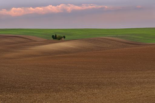 little forest in South Moravia, minimalism, fields, waves, green and brown colors, emotion, tie in the summer