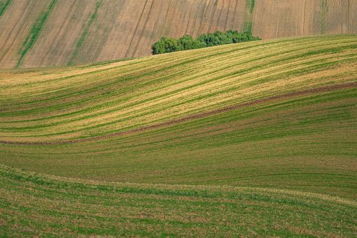 Fields in the South Moravia, waves in the fields, late summer, emotions