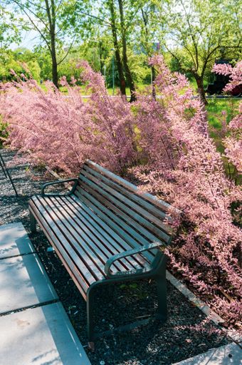 A vertical shot of a wooden bench near beautiful purple plants at the park