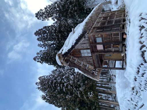A rustic outhouse framed by trees with a clear sky backdrop
