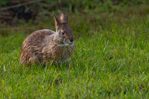 A small bunny sitting near lush green grass