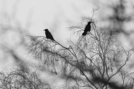 The crows perched on tree branches with few leaves, under a cloudy sky