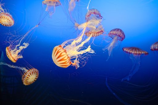A closeup shot of jellyfish swimming under a sea