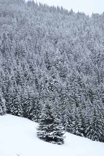 A vertical shot of an snow covered alpine forest in the French alps during winter