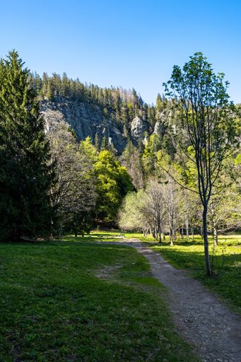 A vertical shot of a pathway by the Feldbergsee Lake captured near the Black Forest, Germany