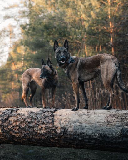 The two Belgian Shepherds standing on a log in a forest setting