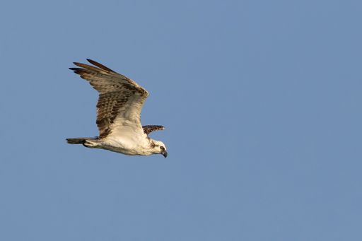 An osprey soaring in the clear blue sky during a sunny day