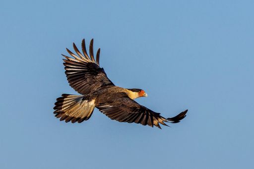 A Caraira: Bird of prey, diurnal, very voracious. Scientific name, Polyborus plancus audubonii.