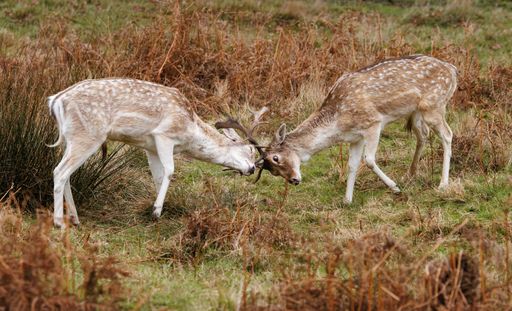 Two fallow deer locked in a battle, clashing their antlers during the rutting season