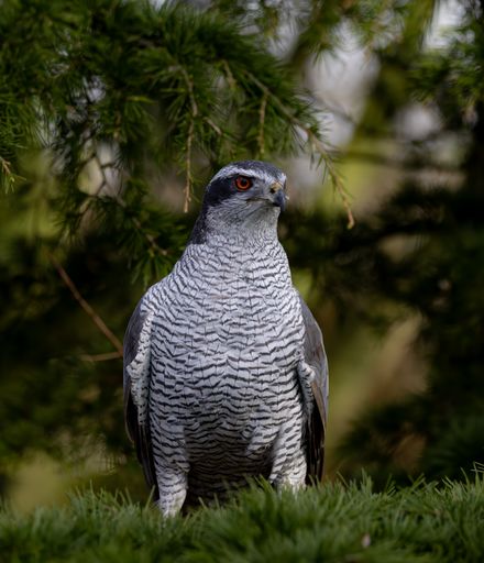 A closeup shot of a Eurasian goshawk perched on a pine tree branch