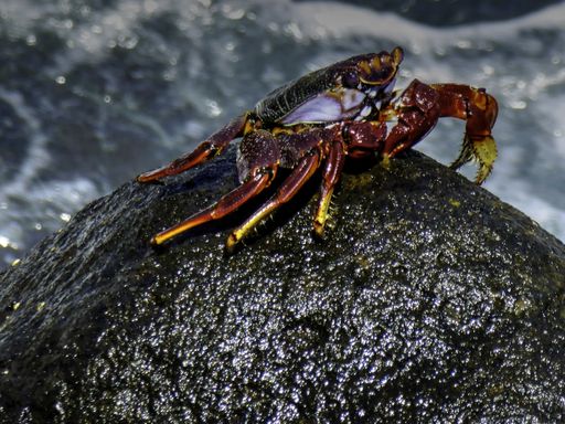 A selective focus shot of a crab on the rock with a blurred background