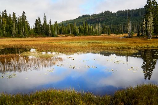 An alpine meadow with a small blue lake reflecting white clouds and trees during autumn season