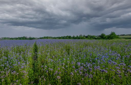 A beautiful view of a field with blue lavenders