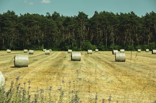 A beautiful landscape with bales of hay in a cultivated field in fir trees background