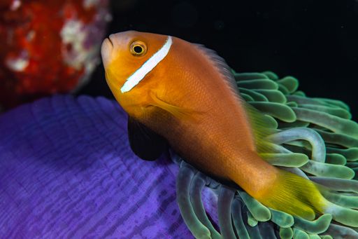 A closeup shot of an anemone fish resting on a purple and green anemone. Maldives